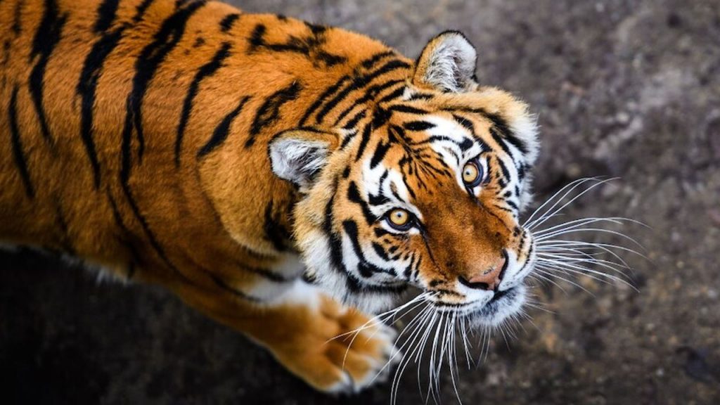 Tiger Enters Bhadradri District Border