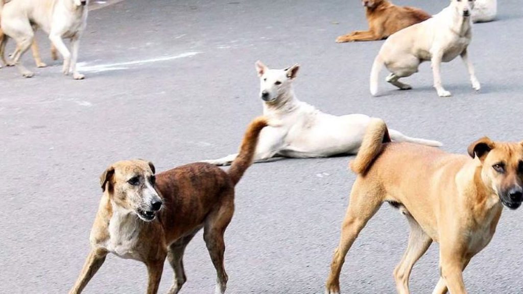 Three People Have Died And Hundreds Have Been Injured In Stray Dog Attacks There In A Year