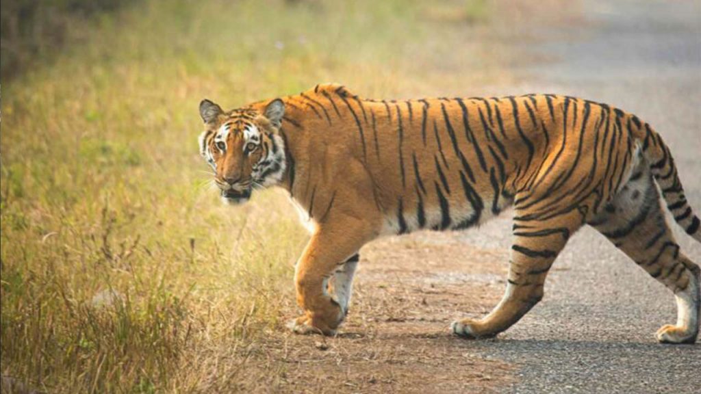 Tiger Movement Alert In Polavaram Fear Grips Tribal Villages In Andhra Pradesh