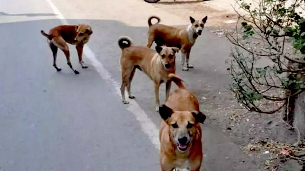 Dogs Attack 25 Children In Mahbubnagar