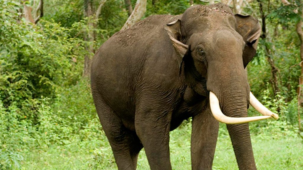 Nepal Killer Elephant Kills 25 People Still On The Run After Fresh Attack