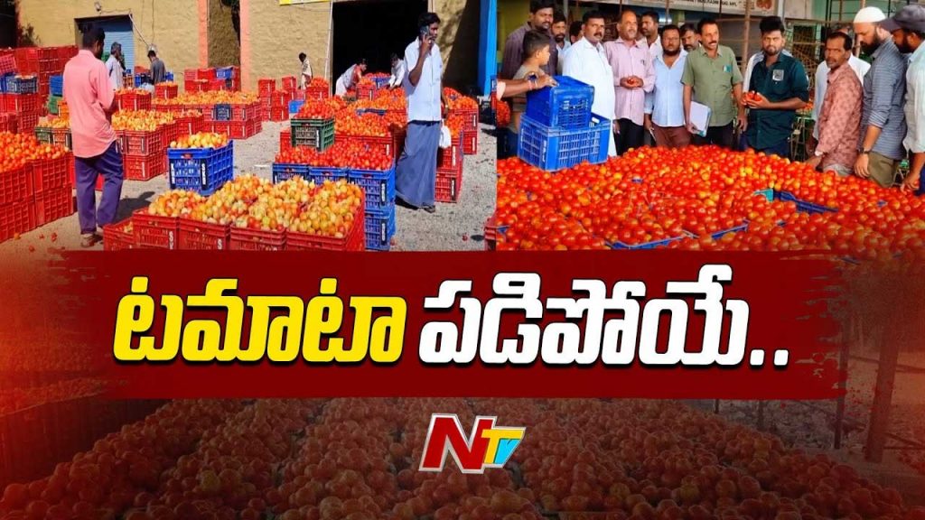 Tomato Prices Fall In Madanapalle Market Farmers Concerns
