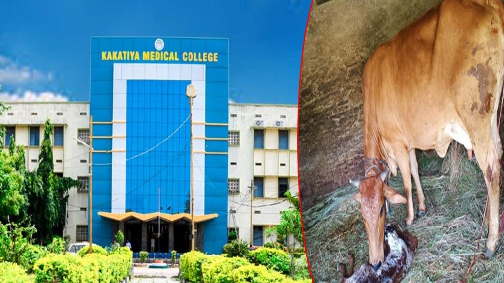 Kakatiya Medical College Students Saving The Life Of A Pregnant Cow In Distress