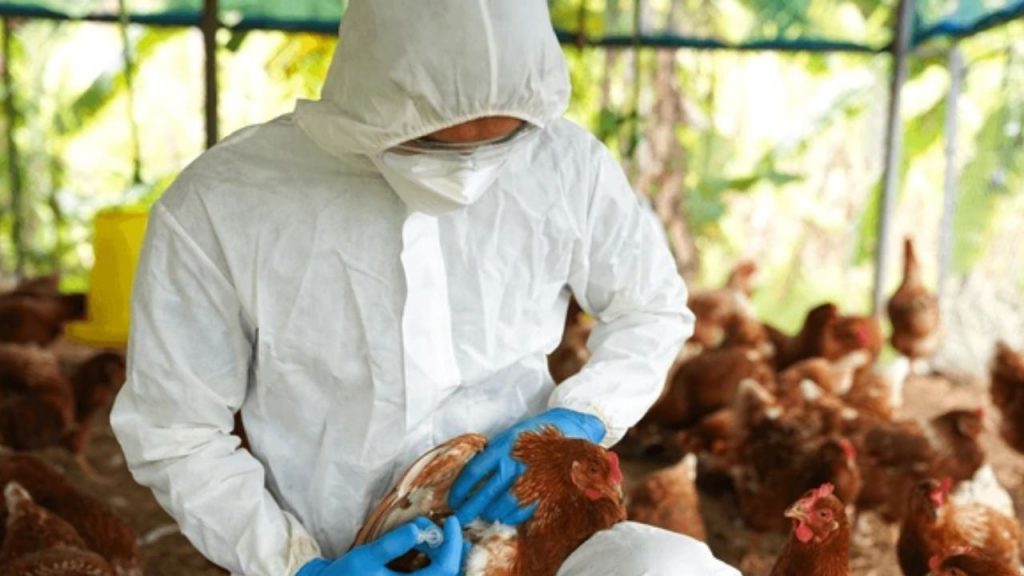 Bird Flu For Natukollu In 95 Villages In Dr Br Ambedkar Konaseema