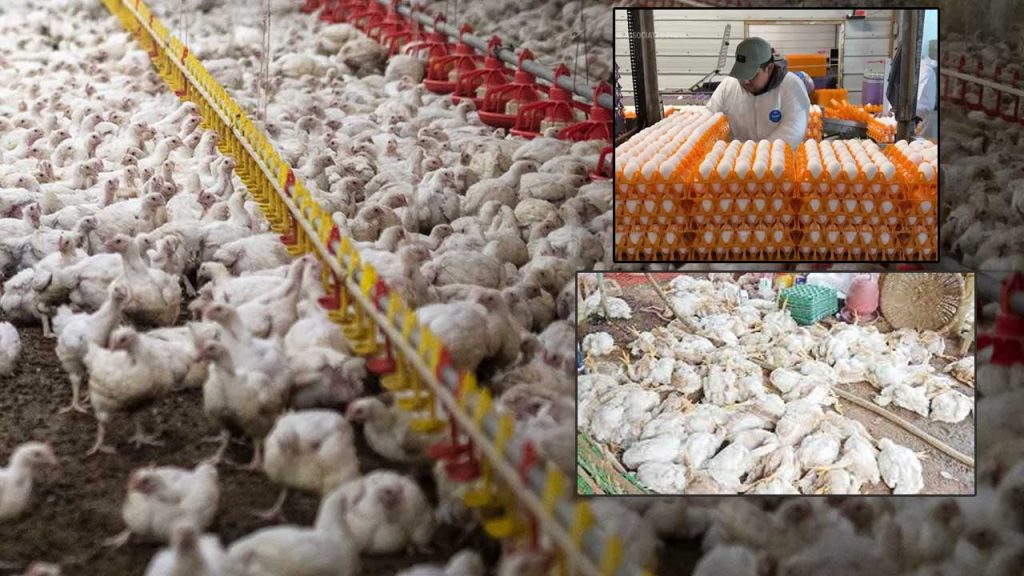 Shock For Non Veg Lovers In Andhra Pradesh Chicken Price Hits %e2%82%b9300 Kg During Sankranti Season