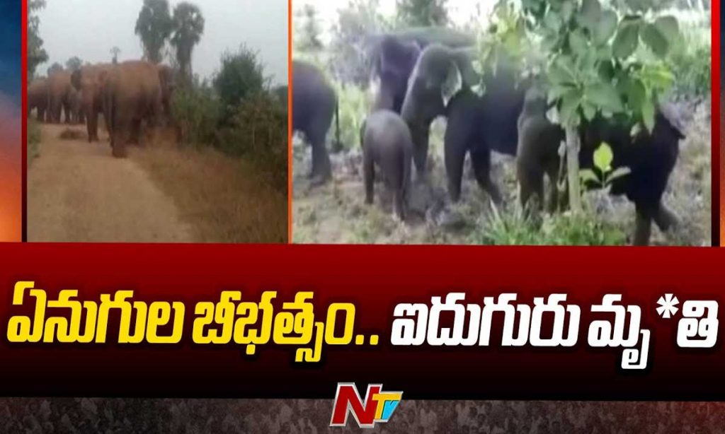 Five Devotees Died In Elephants Attack In Annamayya District Near Kona Siddeshwara Temple