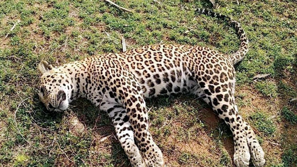 Leopard Dies After Falling Into Snare Trap In Prakasam Dist