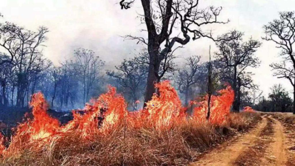 Forest Fires In Mulugu District Destruction Of Wildlife