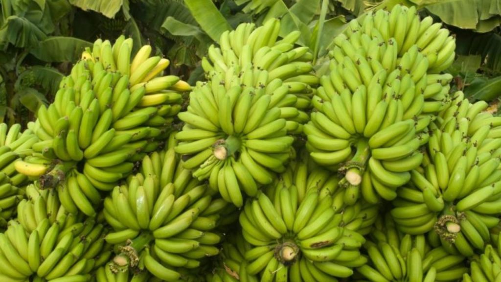 Banana Price Hike All Time High Price For Banana At Ravulapalem Banana Market Yard