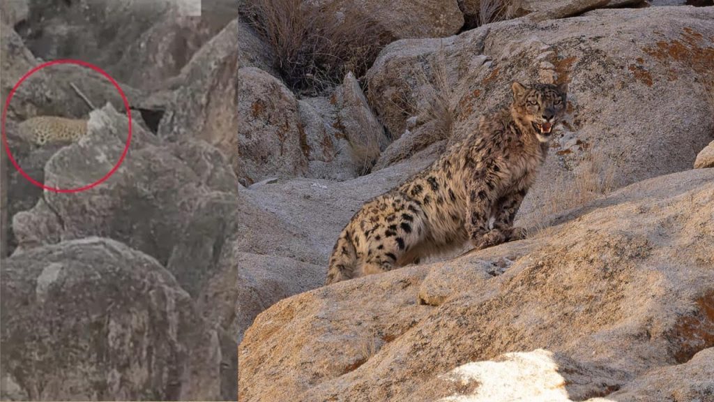 Leopard Spotted At Siddhulagutta Armoor