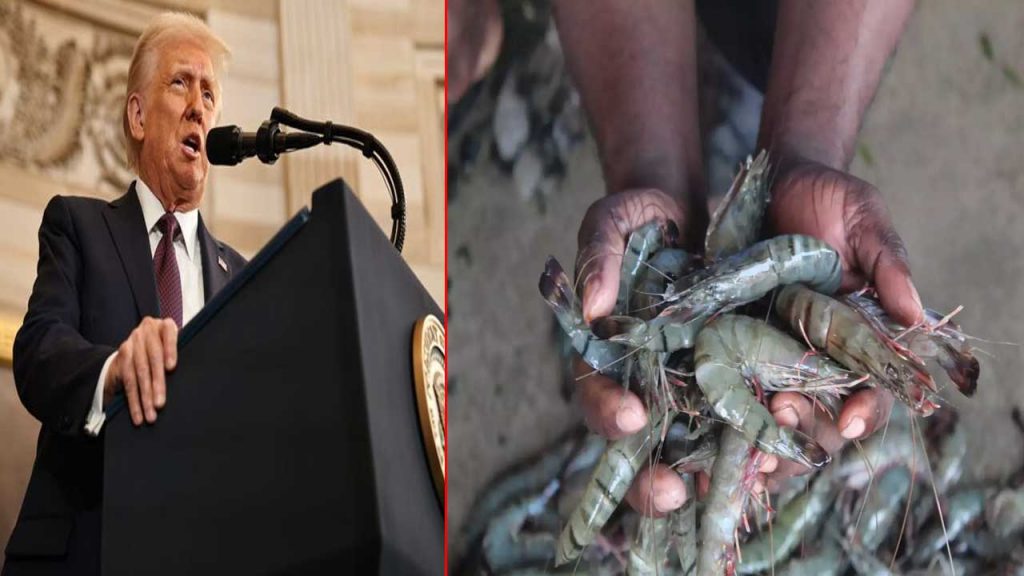 Donald Trump Tax Has Littele Impact On Ocean Prawns