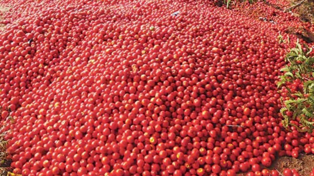 Farmers Are Throwing Tomatoes Due To The Uji Disease