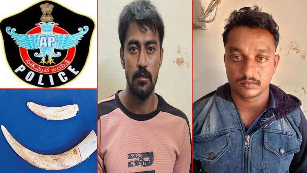 Elephant Tusks Seized In Hyderabad Probe Gains Momentum