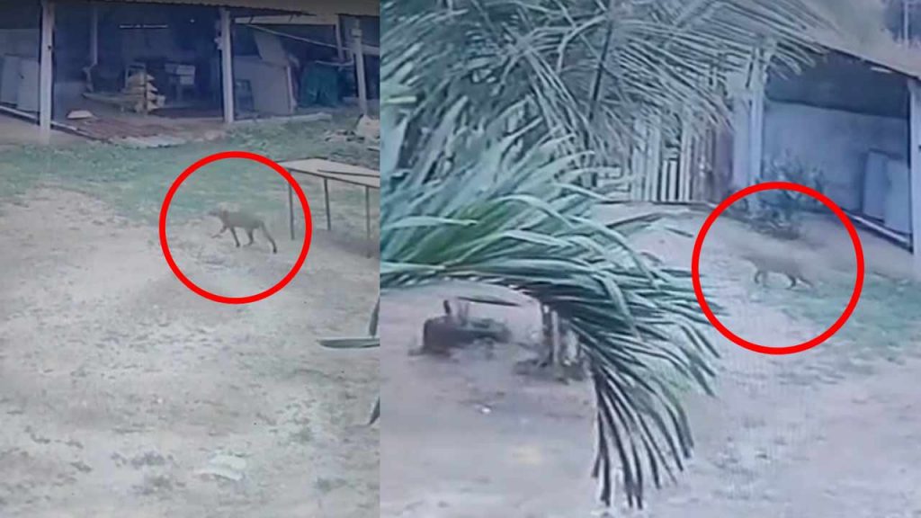 Leopard Enters House Bibipet Sangareddy