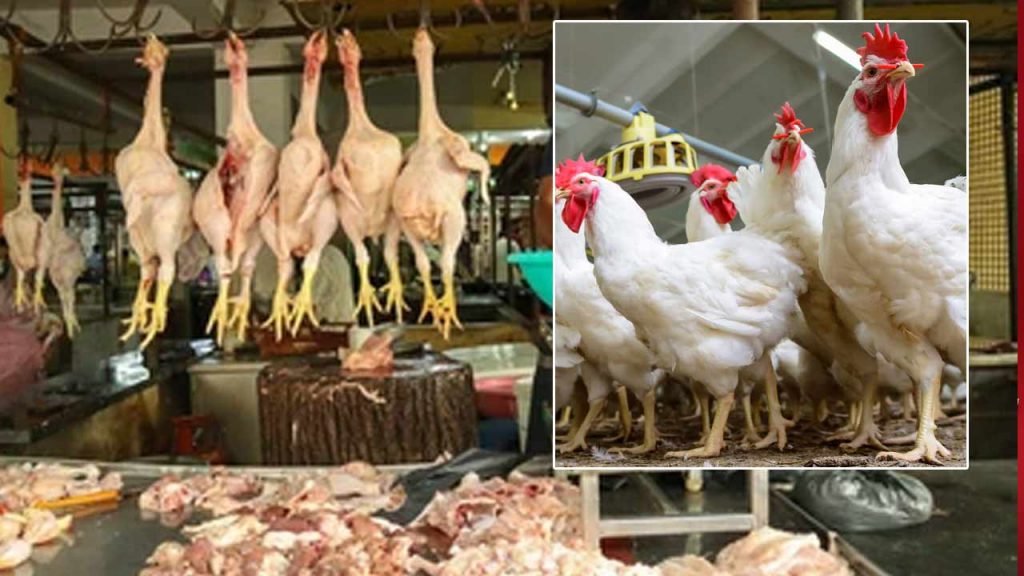 Chicken Syndicate In Dhone Nandyal District