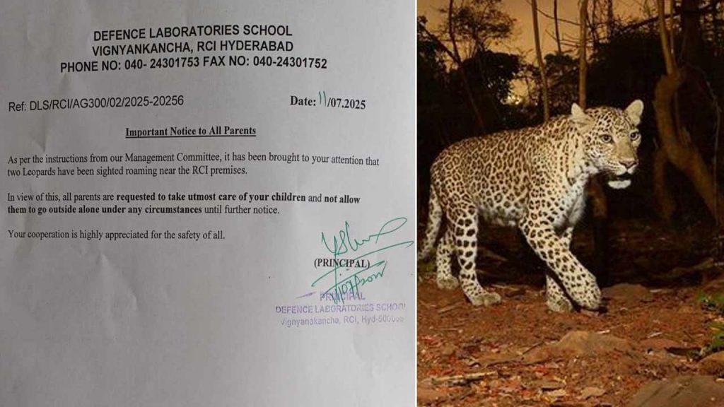 Two Leopards Roaming In Rci Balapur Officials Alerted The Public