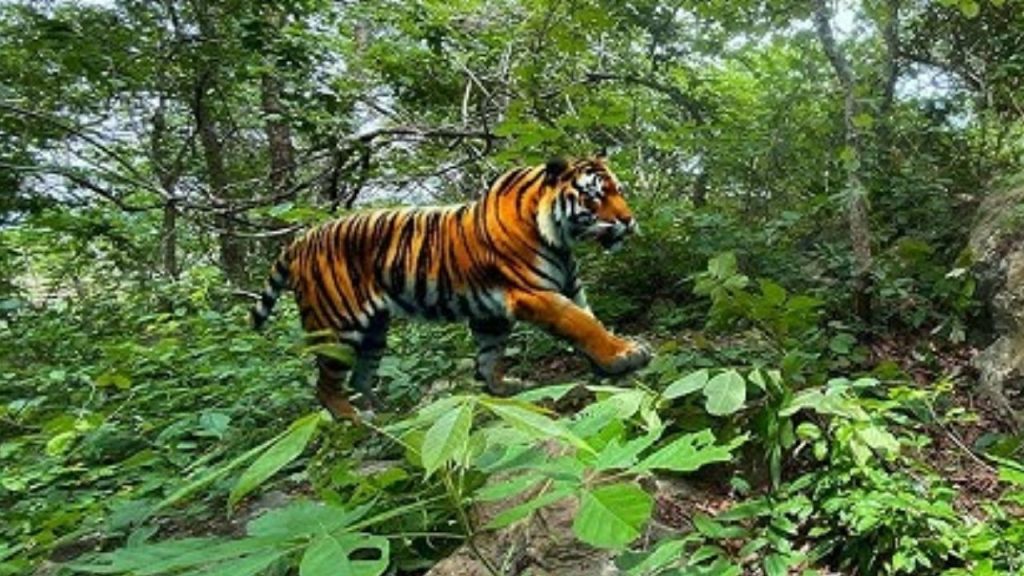 Tiger Attack Nandyal Atmakur Chenchu Youth July 2025