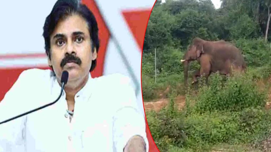 Farmer Killed In Elephant Attack In Chittoor Ap Deputy Cm Pawan Kalyan Expresses Grief