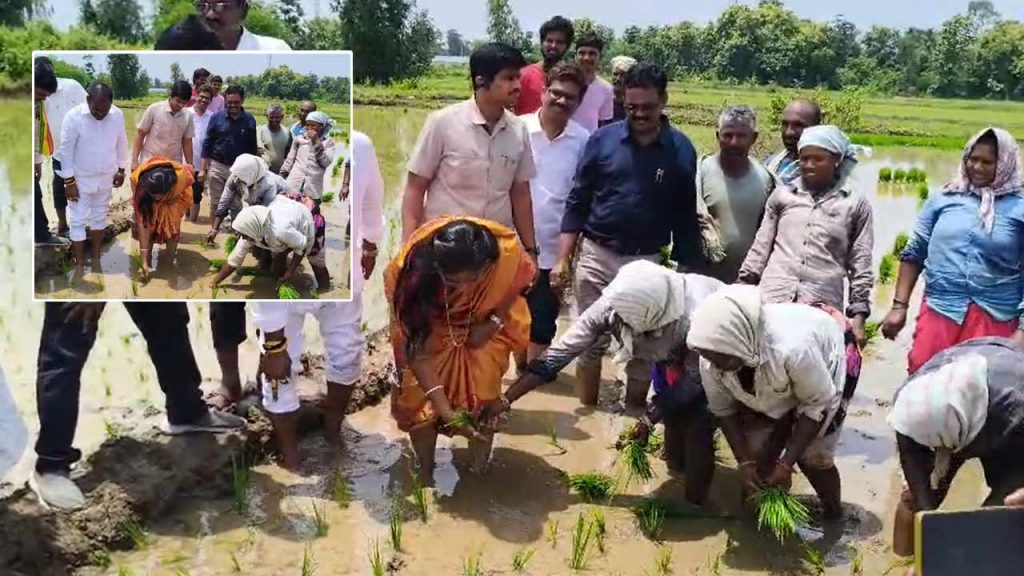 Home Minister Anitha Planting Rice In A Paddy Field