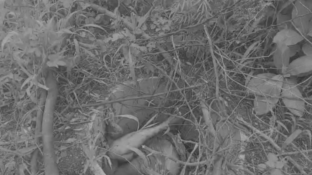 Jagtial Murder Congress Leader Mother Killed Raghunandan In Custody