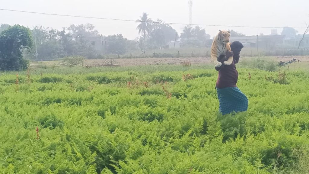 Farmer Uses Tiger Doll To Protect Crops From Monkeys
