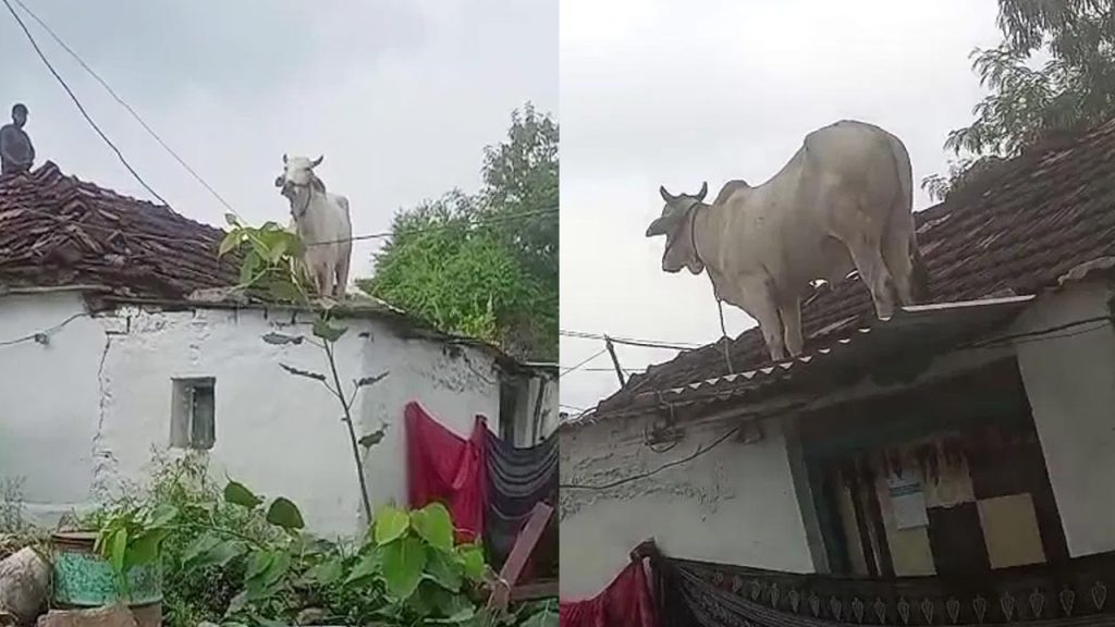 Adilabad Cow Climbs Roof