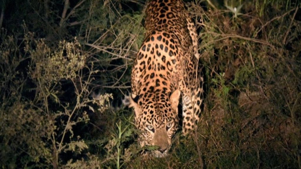 Tiger Attacks In Chandrapur Two Killed Child Missing After Leopard Attack