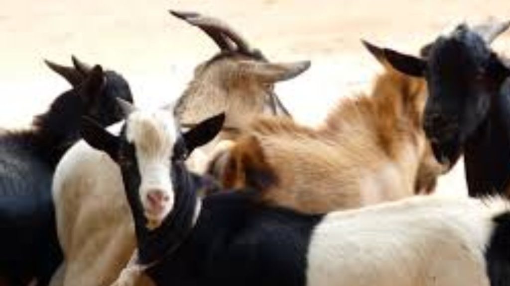Bizarre Goat Kidnapping Case Solved In Rangareddy Thanks To Goats