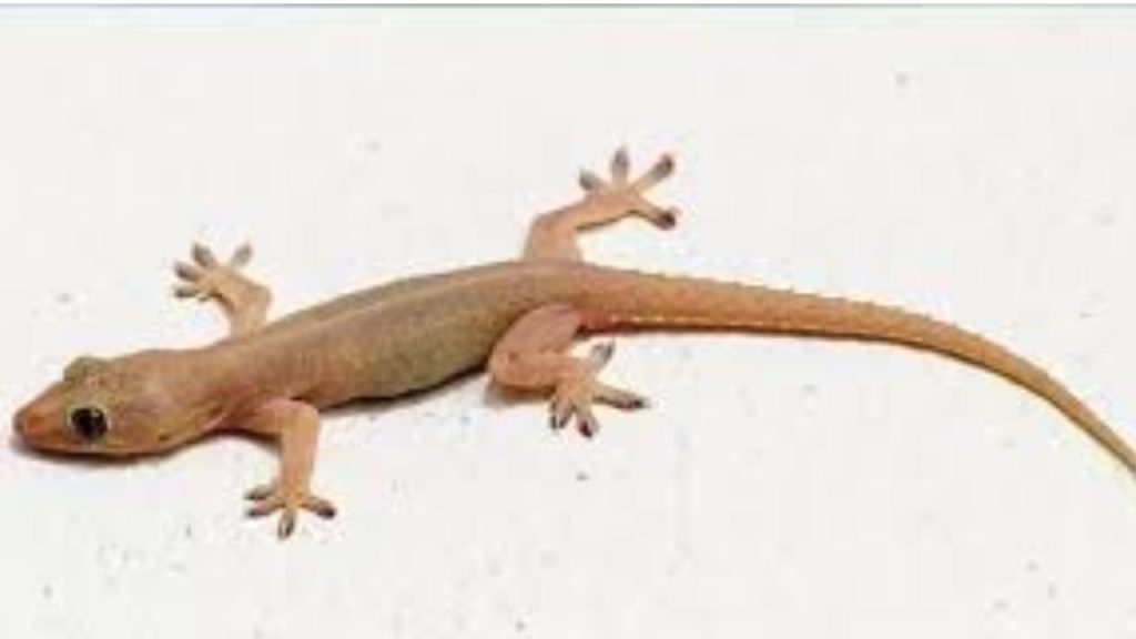 Lizard In House Meaning Vastu Astrology