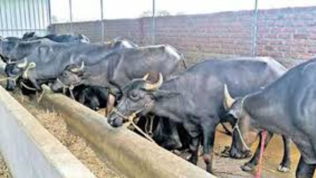 East Godavari Peddevam Cows Dying Mystery Disease