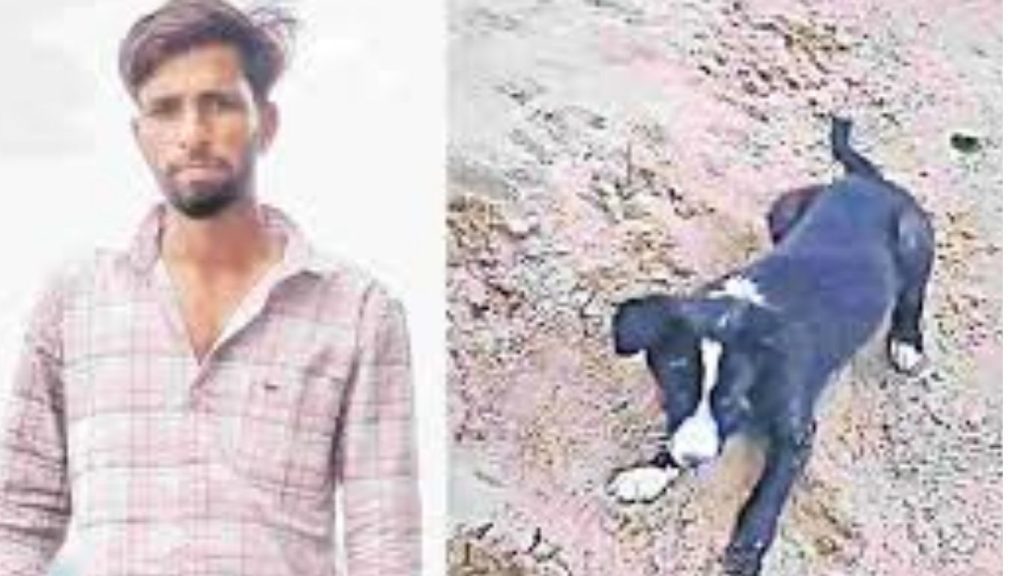 English Url Rabies Death Young Man Dies Pet Dog Scratch Bhadradri Kothagudem
