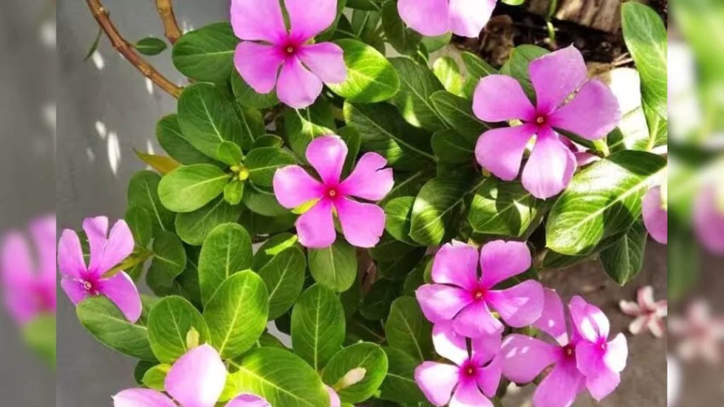 Billa Ganneru Leaves Control Blood Sugar