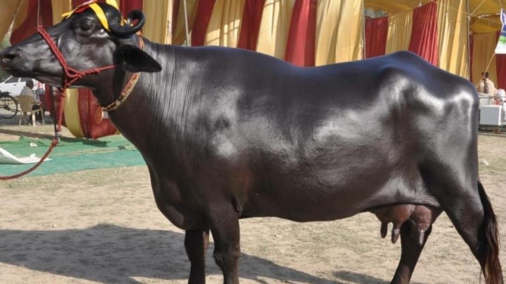 Top Buffalo Breeds For Dairy Farming In India Earn With 25 Liters Milk Per Day