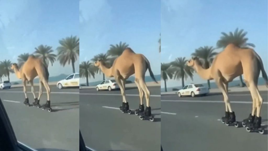 Viral Video Ai Generated Clip Shows Camel Skating On Dubai Road