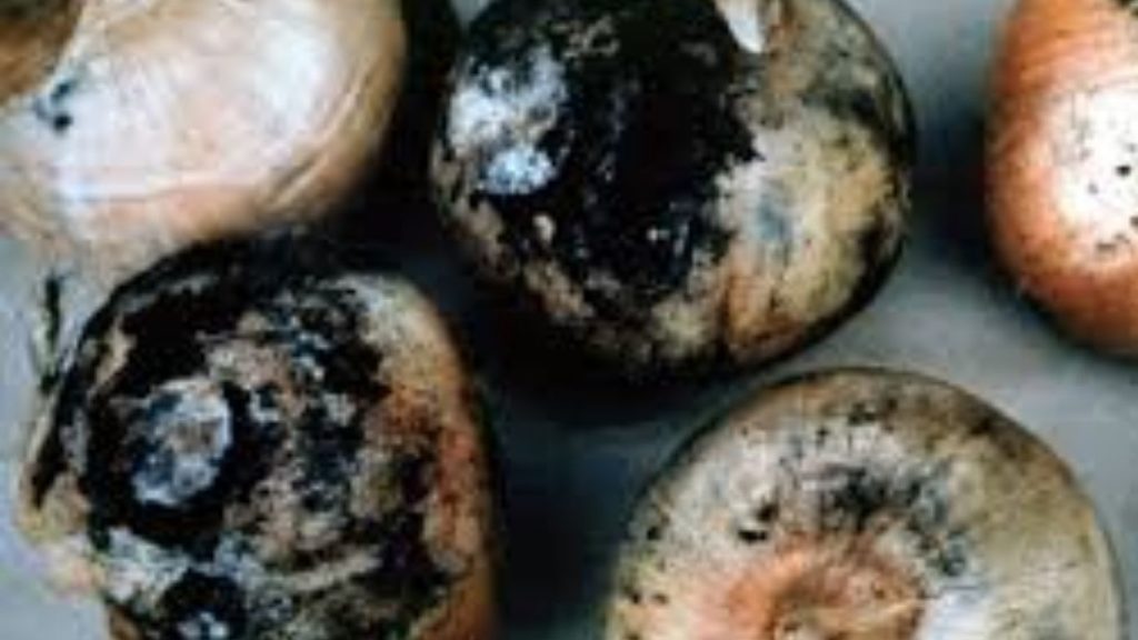 Black Spots On Onions Dangerous Aspergillus Fungus And Health Risks You Must Know