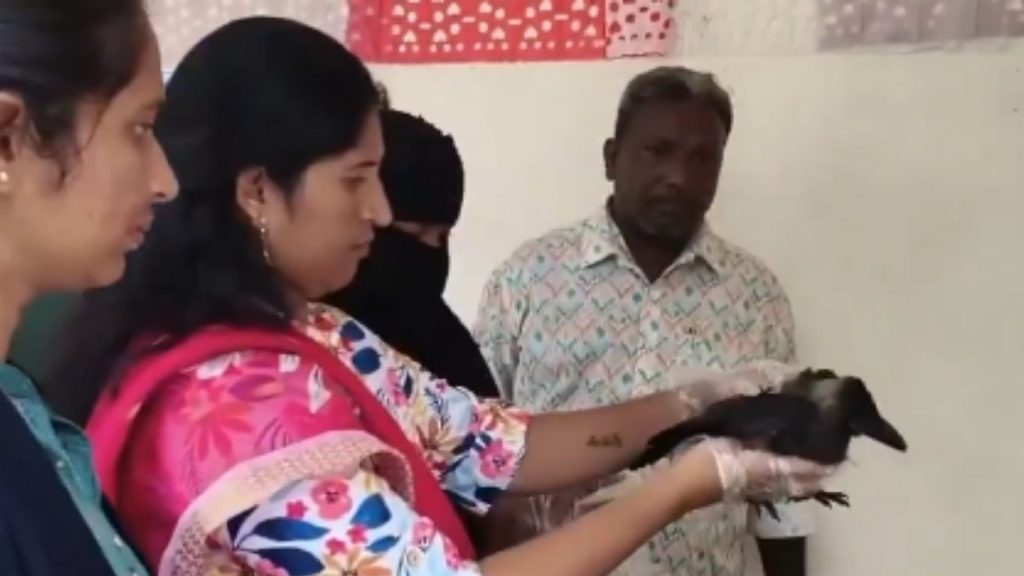 Nalgonda Family Raises A Crow Like A Pet Viral Video Wins Hearts Online