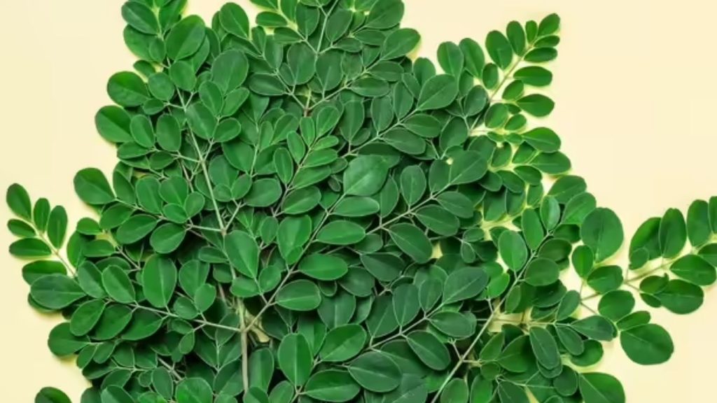 Moringa Leaves Powder Health Benefits