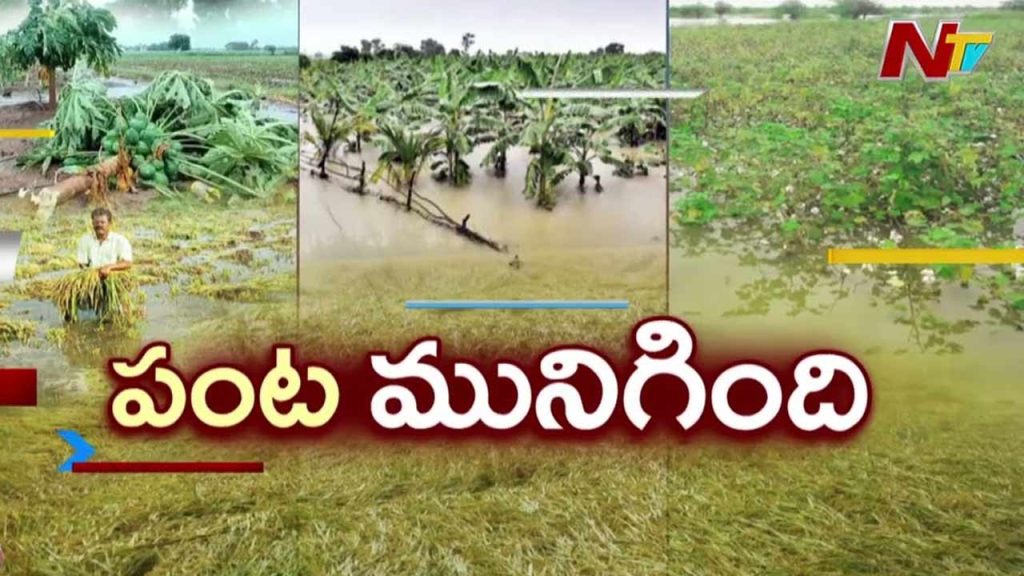 Cyclone Monta Submerges Farmers Damages Paddy Crops Across Andhra Pradesh