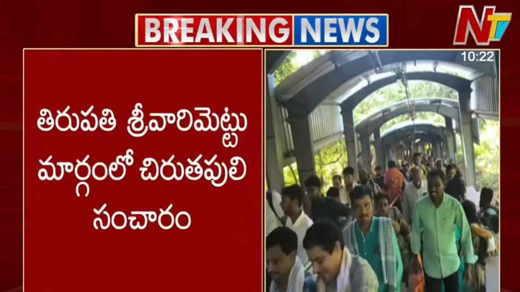 Leopard Spotted On Tirumala Srivari Mettu Path Devotees Panic