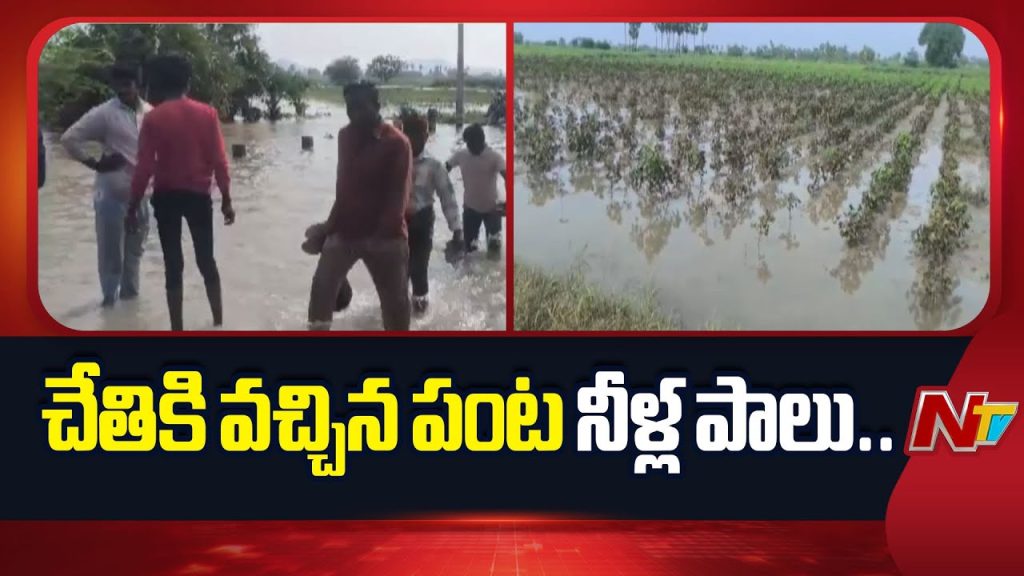 Cyclone Montha Devastates Palnadu District Thousands Of Acres Of Crops Damaged Farmers Struggling