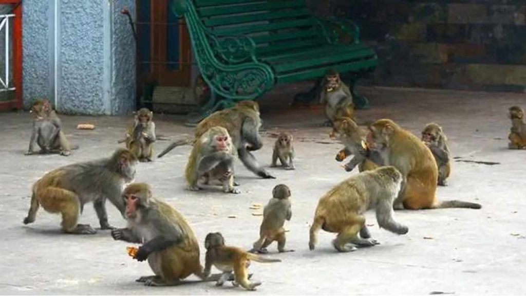 Karimnagar Monkey Problem Election Issue 2025