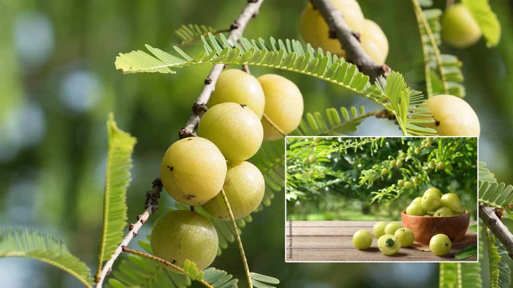 Amla Side Effects Who Should Avoid Eating Indian Gooseberry
