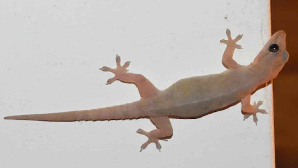 7 Simple Natural Ways To Keep Lizards Out Of Your Home Easy Effective Remedies