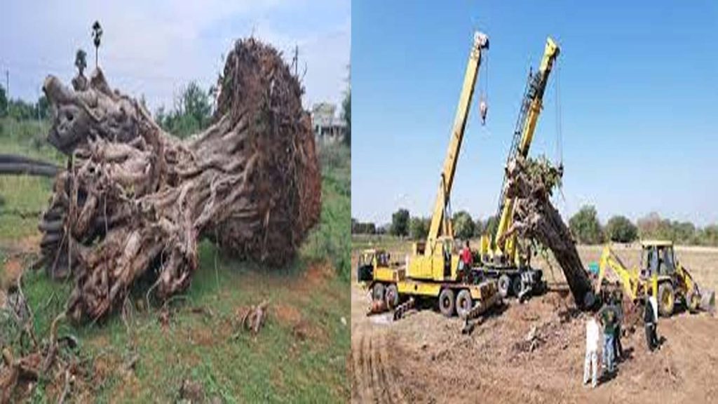 The Flying Squad Has Busted The Illegal Smuggling Of Centuries Old Raavi Trees In East Godavari