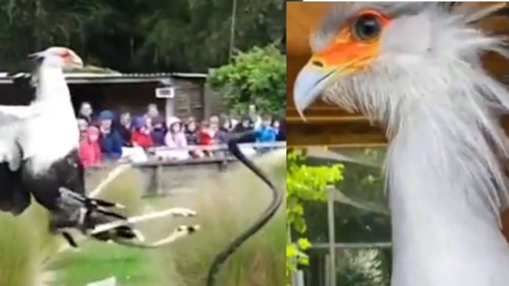 Beautiful But Deadly Bird The Secretary Bird That Hunts And Kills Snakes Instantly