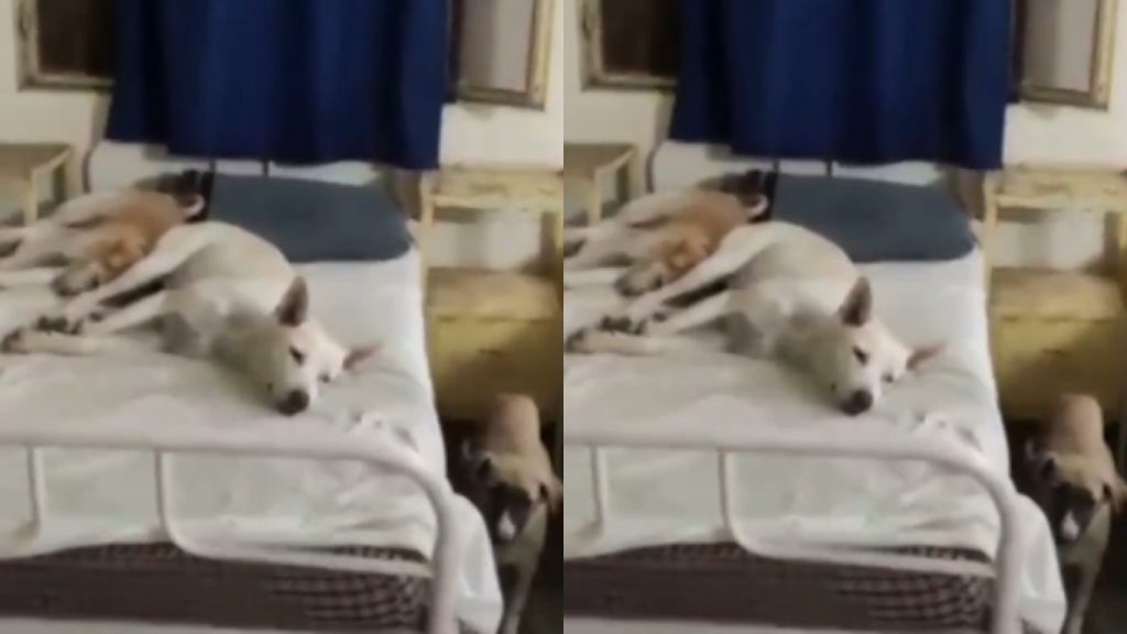 Dogs Sleeping On Patient Beds At Killed Community Health Center In Madhya Pradesh Sparks Outrage