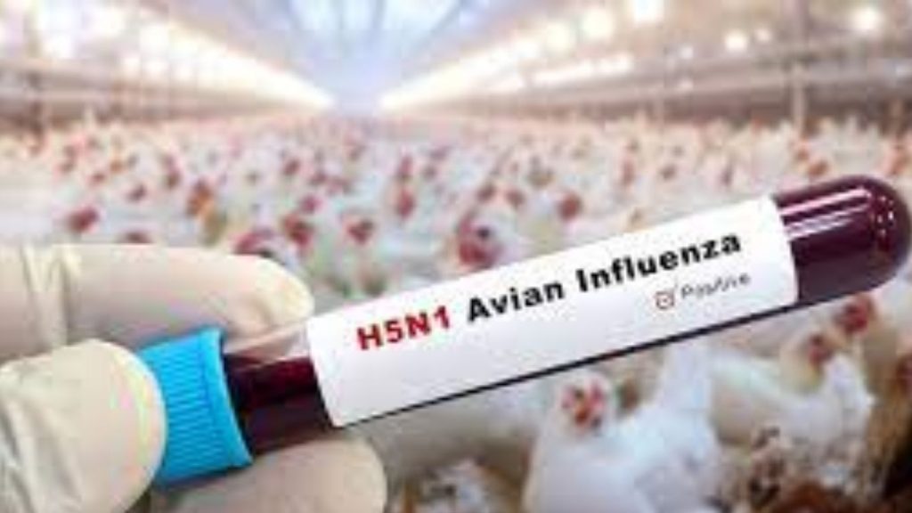 Avian Influenza Bird Flu Threat Global H5 Cases Fatality Rate And Safety Precautions 2003 2025