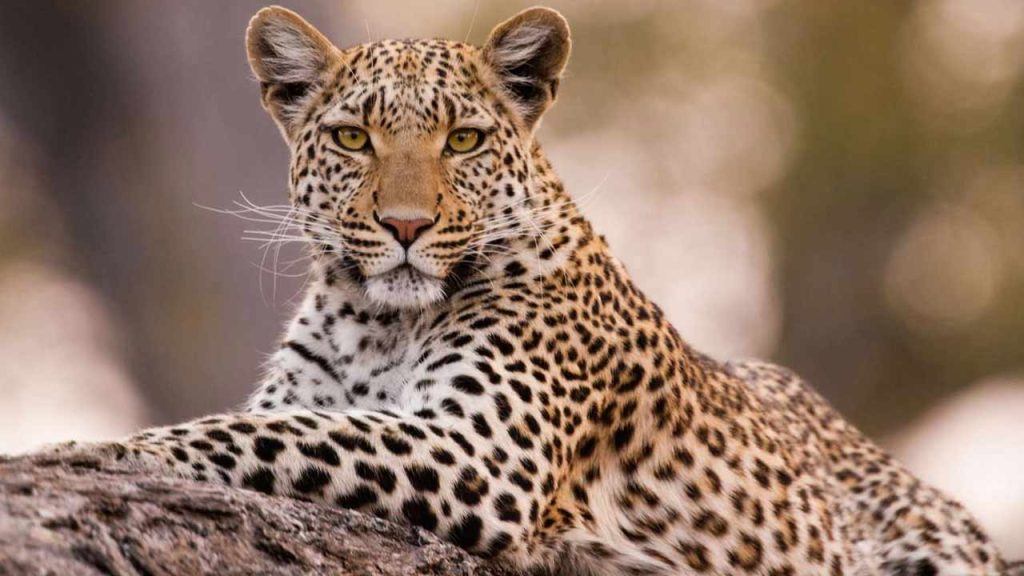 No Need To Panic Over Leopard Movement Dfo Saibaba