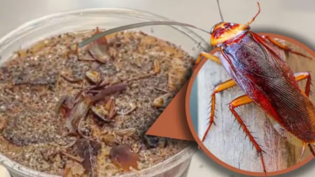 Beijing Insect Coffee Cockroach Powder Bizarre Chinese Drinks Trending