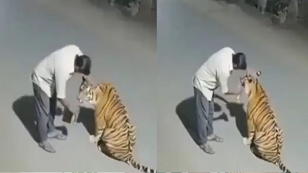 Ai Video Man Offers Alcohol To Tiger Near Pench Tiger Reserve